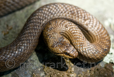 BB 11 0223 / Coronella austriaca / Slettsnok